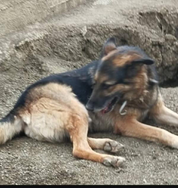 Pastore Tedesco adulto SCAMPATO DA AVVELENAMENTO! VARESE Foto 3