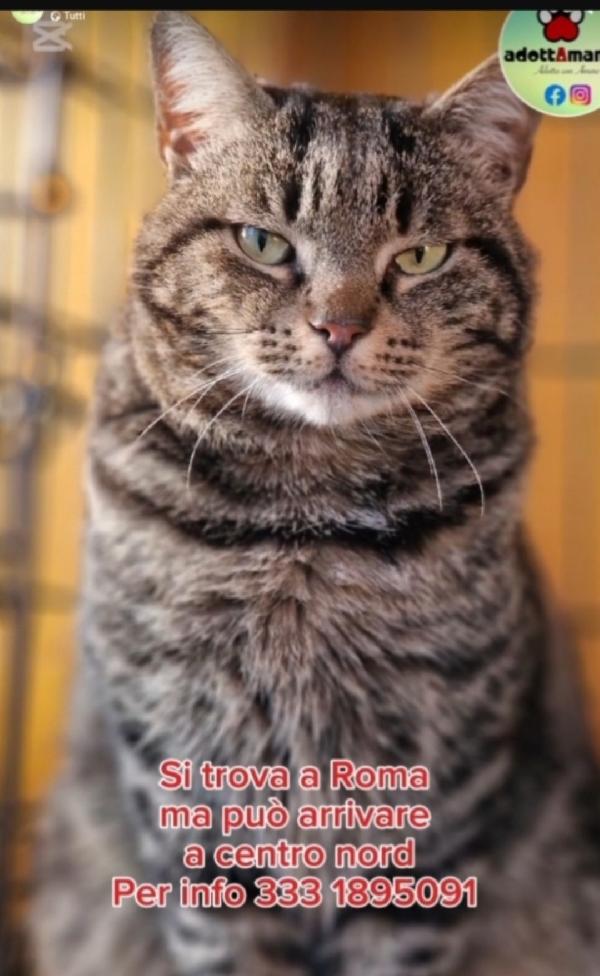 Micione Tigrato Adulto Fiv E Felv+. Roma