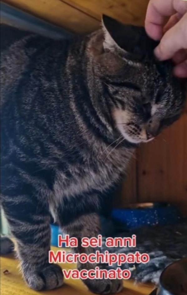 Micione tigrato adulto FIV E FELV+. ROMA Foto 3