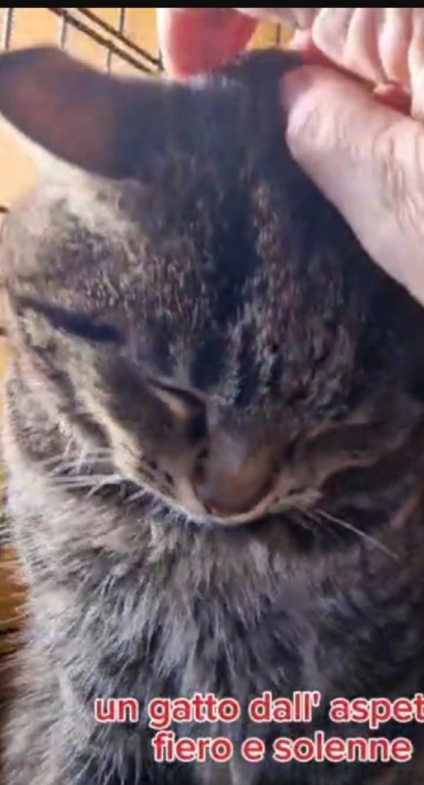 Micione tigrato adulto FIV E FELV+. ROMA Foto 4