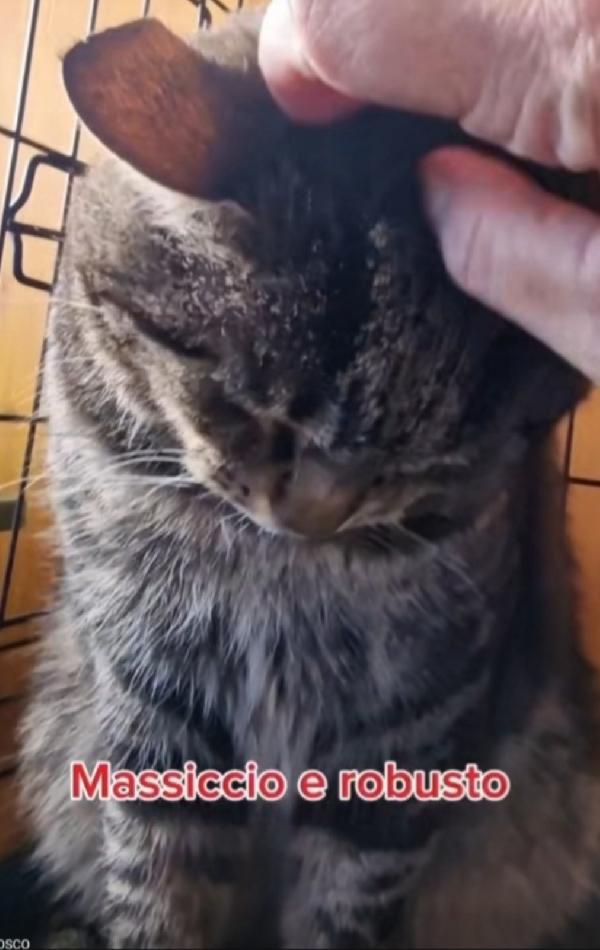 Micione tigrato adulto FIV E FELV+. ROMA Foto 5