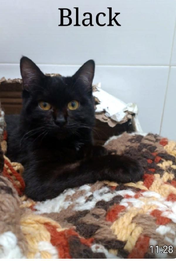 Micino Nero Tripode 7Mesi Adozione Saltata.napoli