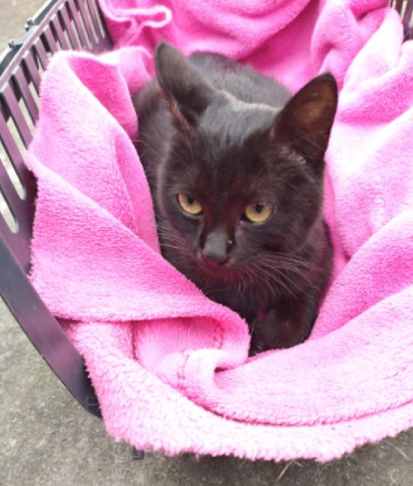 Micino nero TRIPODE 7mesi ADOZIONE SALTATA.NAPOLI Foto 2