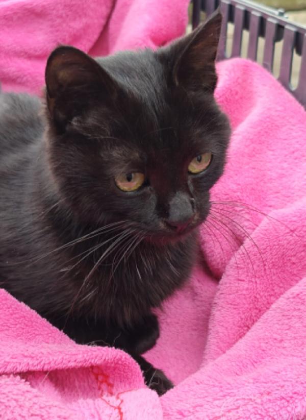 Micino nero TRIPODE 7mesi ADOZIONE SALTATA.NAPOLI Foto 3