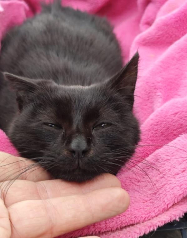 Micino nero TRIPODE 7mesi ADOZIONE SALTATA.NAPOLI Foto 4