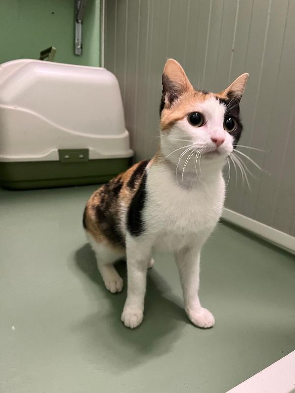 GATTINI EUROPEI Foto 2