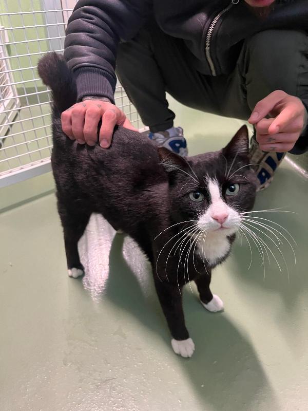 GATTINI EUROPEI Foto 3