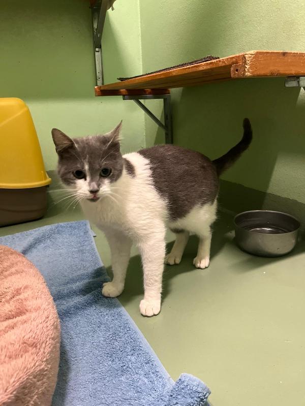 GATTINI EUROPEI Foto 4