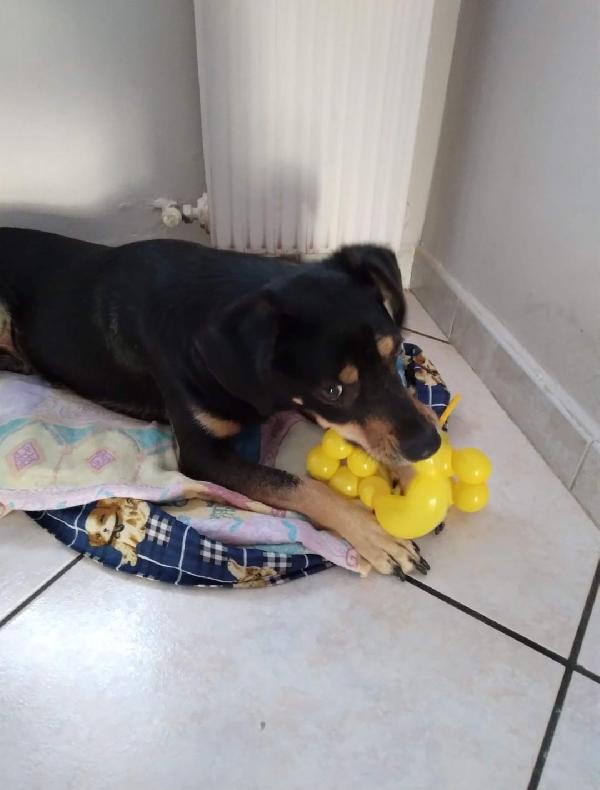 LOKI SPLENDIDO CAGNOLINO RISCHIA LE SBARRE Foto 4