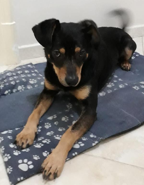 LOKI SPLENDIDO CAGNOLINO RISCHIA LE SBARRE Foto 5