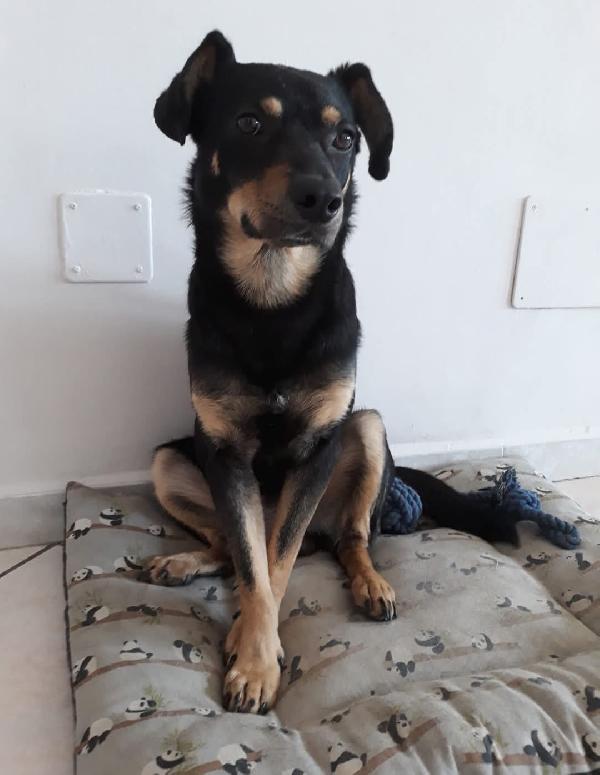 LOKI SPLENDIDO CAGNOLINO RISCHIA LE SBARRE Foto 7