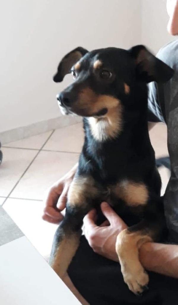 LOKI SPLENDIDO CAGNOLINO RISCHIA LE SBARRE Foto 6