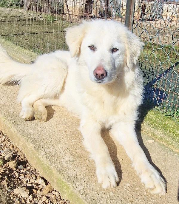 Adottate La Bellissima Dafne.adottabile In Tutta Italia!