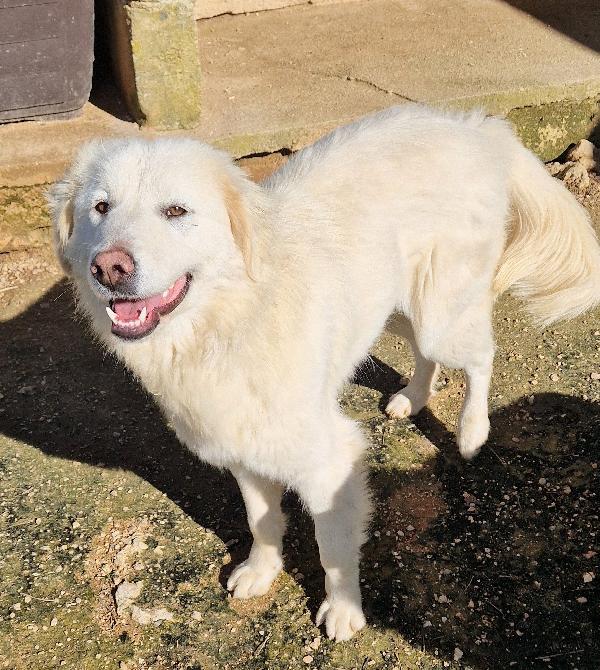 ADOTTATE LA BELLISSIMA DAFNE.ADOTTABILE IN TUTTA ITALIA! Foto 2