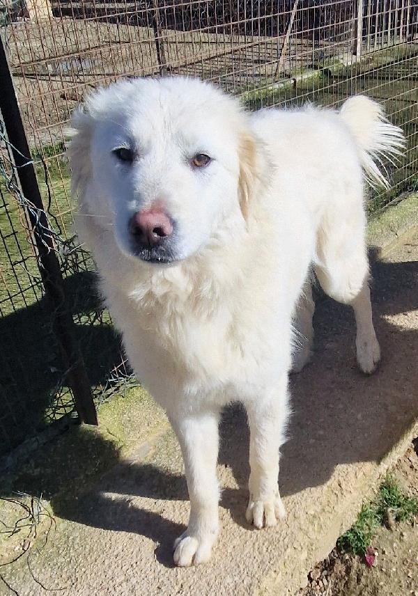 ADOTTATE LA BELLISSIMA DAFNE.ADOTTABILE IN TUTTA ITALIA! Foto 4