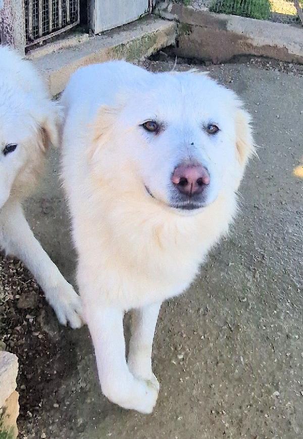 ADOTTATE LA BELLISSIMA DAFNE.ADOTTABILE IN TUTTA ITALIA! Foto 7