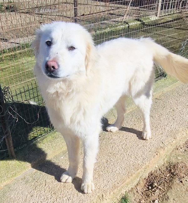 ADOTTATE LA BELLISSIMA DAFNE.ADOTTABILE IN TUTTA ITALIA! Foto 8