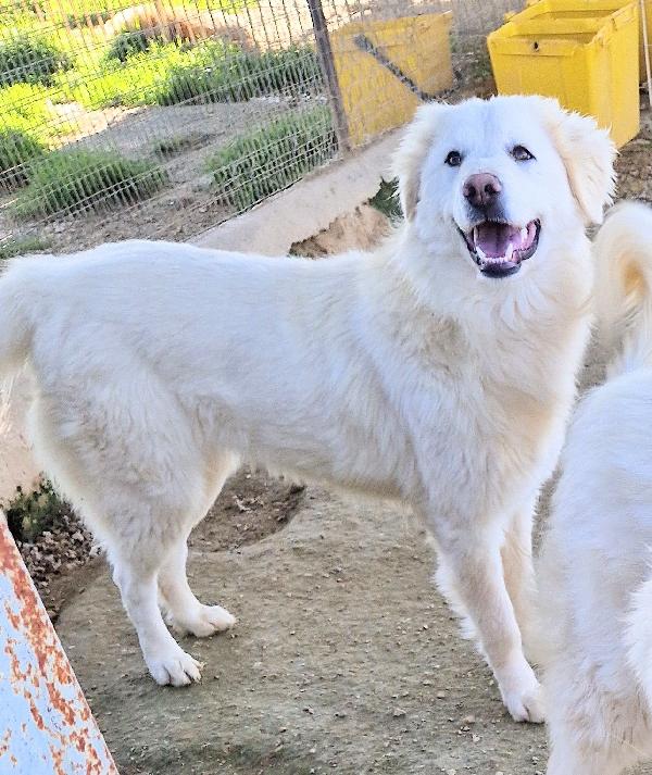 ADOTTATE LA BELLISSIMA DAFNE.ADOTTABILE IN TUTTA ITALIA! Foto 9