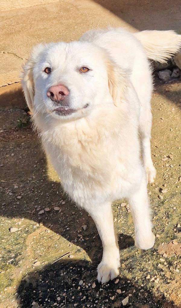 ADOTTATE LA BELLISSIMA DAFNE.ADOTTABILE IN TUTTA ITALIA! Foto 11