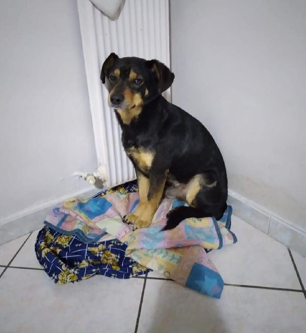 Loki cerca nuova famiglia o stallo casalingo  Foto 3