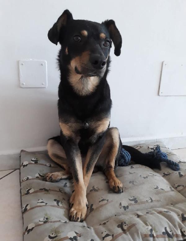 Loki cerca nuova famiglia o stallo casalingo  Foto 2