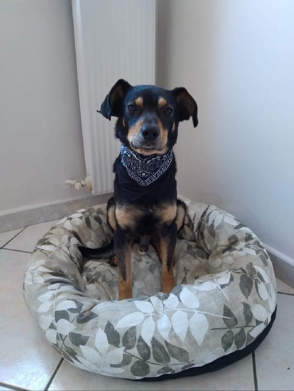 Loki cerca nuova famiglia o stallo casalingo  Foto 5