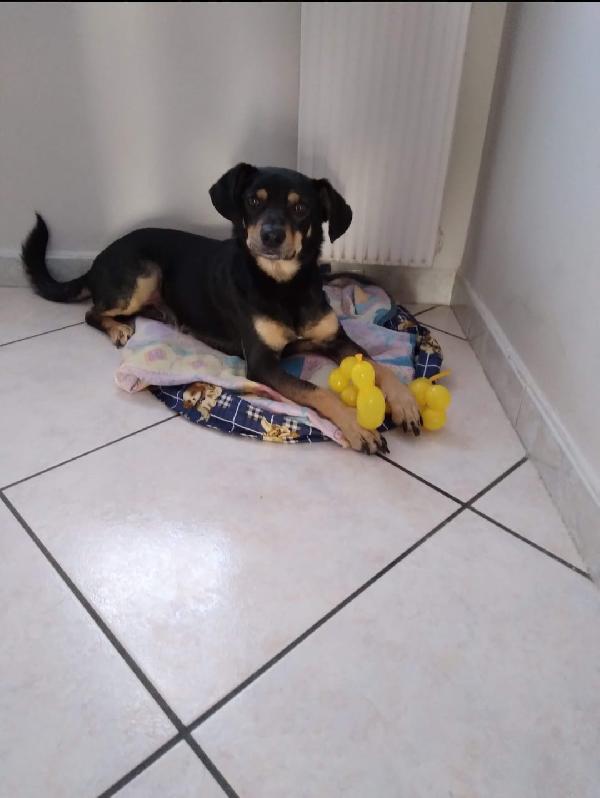 Loki cerca nuova famiglia o stallo casalingo  Foto 8