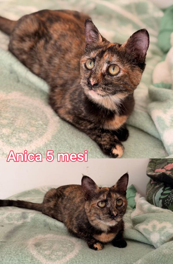 Miciottini bellissimi  Foto 3