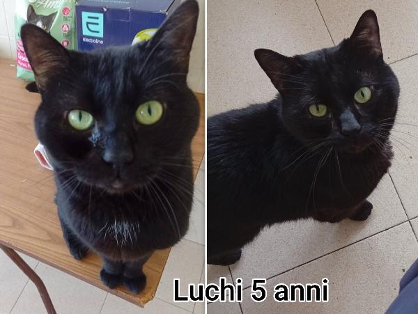 Miciottini bellissimi  Foto 4