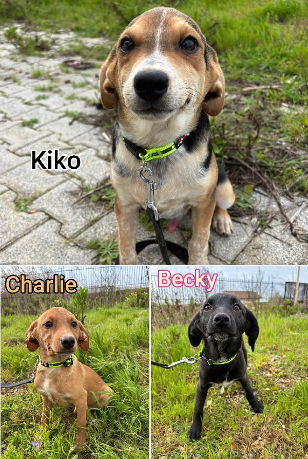 Cucciolotti Tenerissimi 