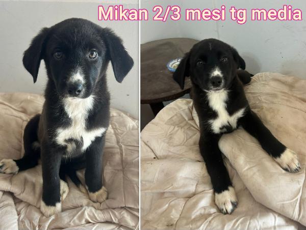 Cucciolotti tenerissimi  Foto 2