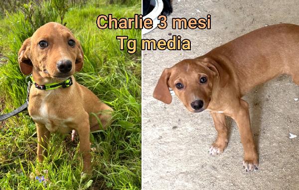 Cucciolotti tenerissimi  Foto 4