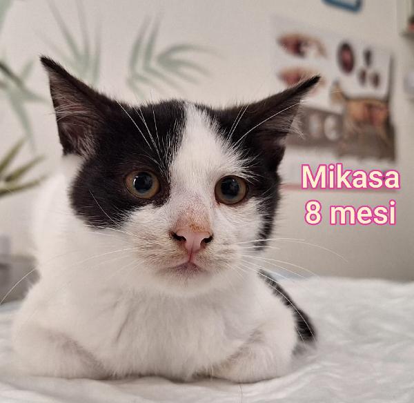 MICINI CERCANO FAMIGLIE AMOREVOLI  Foto 3