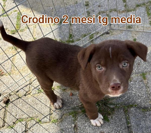 2 mesi: cuccioli abbandonati  Foto 5