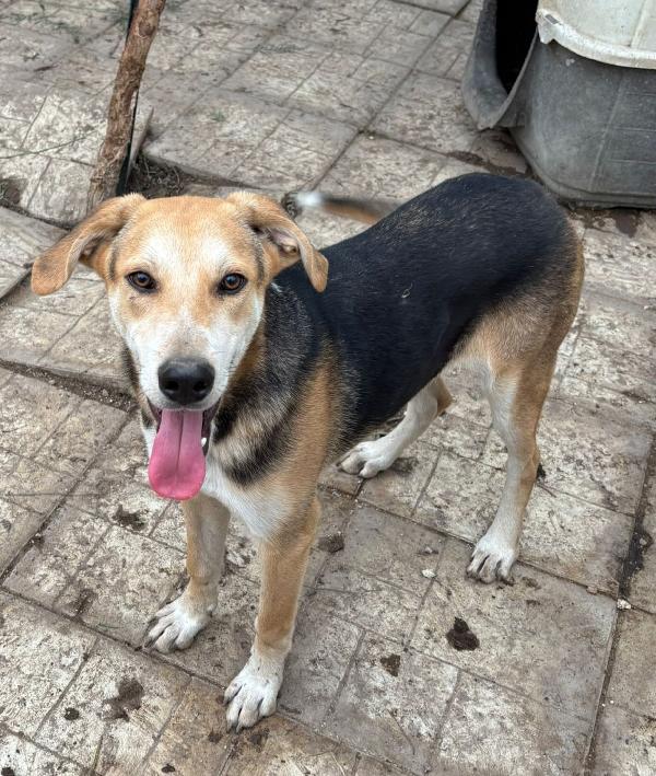 CUCCIOLO CHE NESSUNO VUOLE  Foto 5