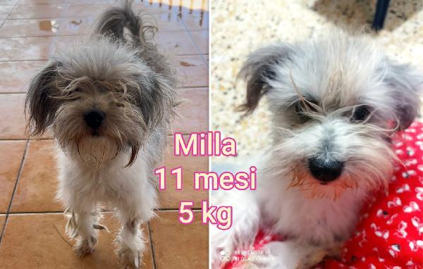 CANI PICCOLI & MEDIOPICCOLI  Foto 2