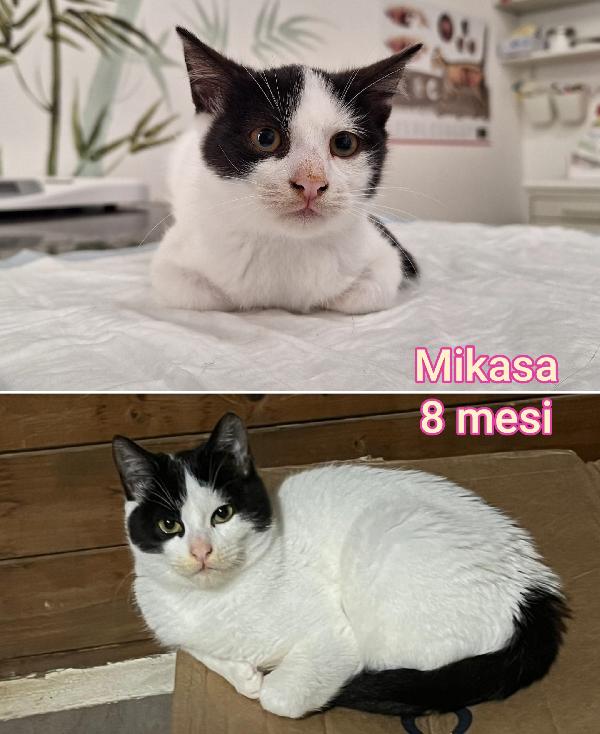 Troppi micetti senza casa Foto 3