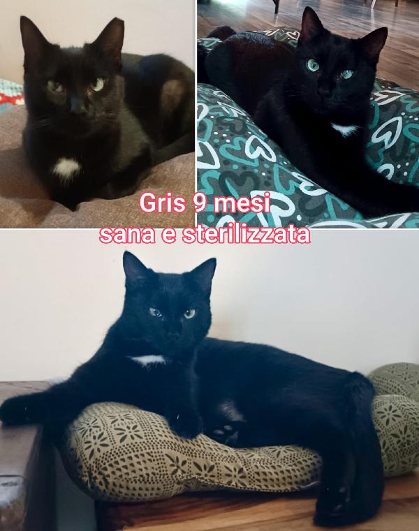 Troppi micetti senza casa Foto 7