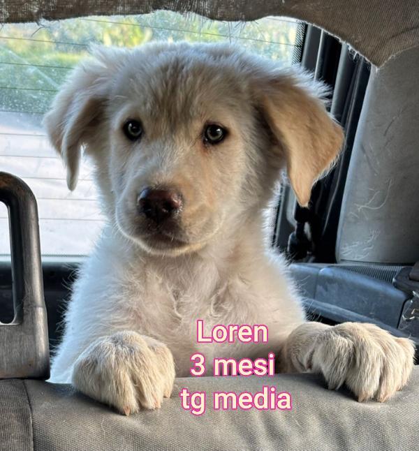 Adozione X Questi Cuccioli 