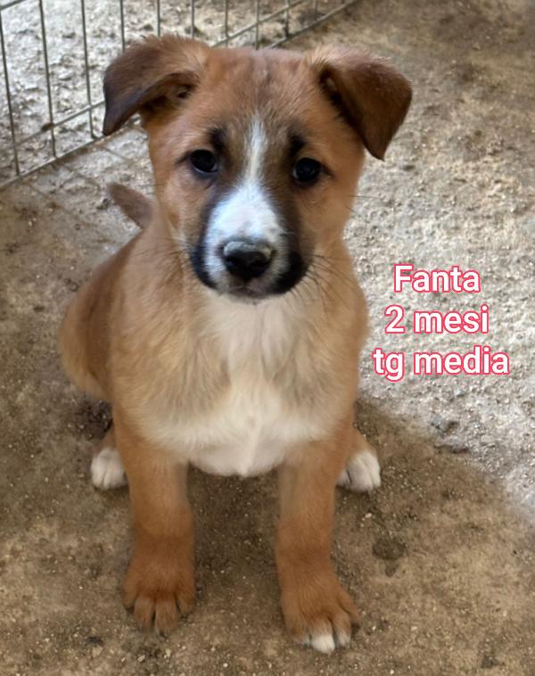 Adozione x questi cuccioli  Foto 2