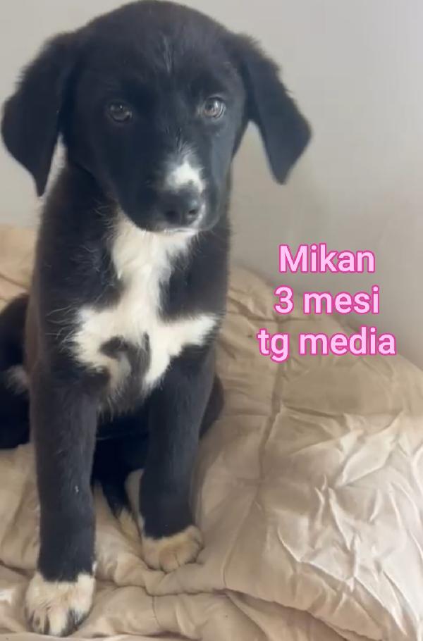 Adozione x questi cuccioli  Foto 5