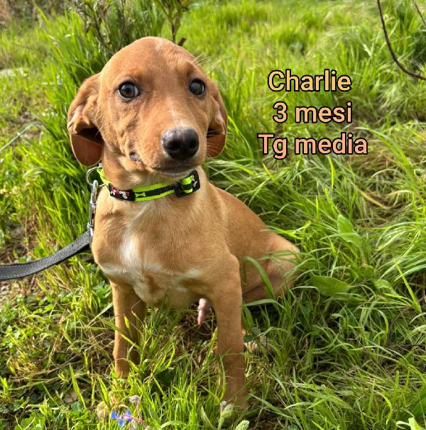 Adozione x questi cuccioli  Foto 6