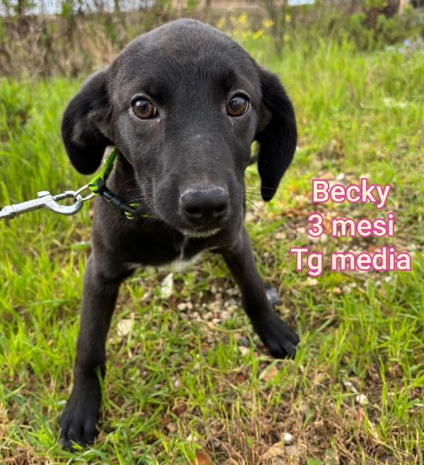 Adozione x questi cuccioli  Foto 7