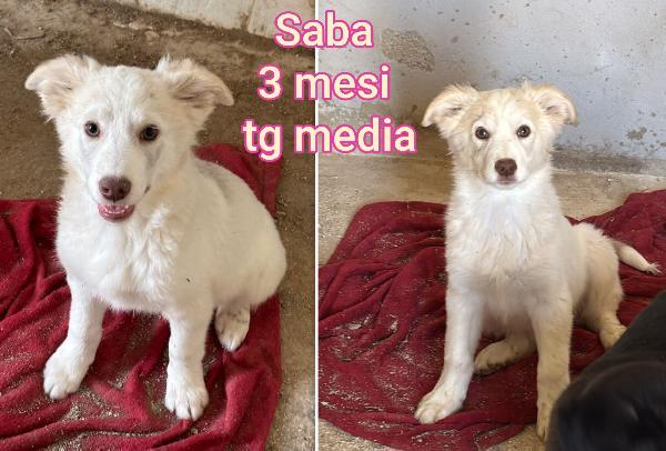 Cuccioli invisibili: 2/3 mesi  Foto 2