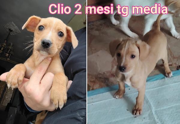 Cuccioli invisibili: 2/3 mesi  Foto 4