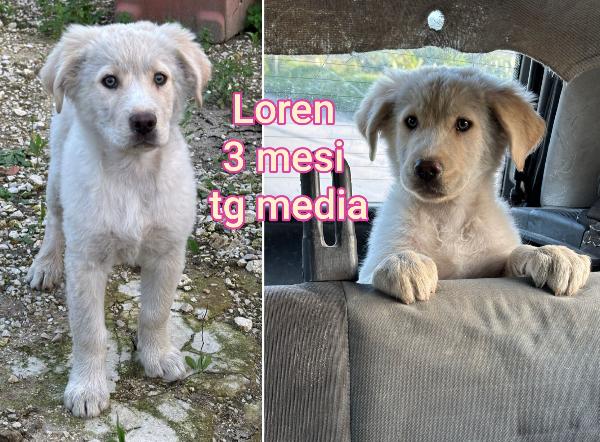 Cuccioli invisibili: 2/3 mesi  Foto 5