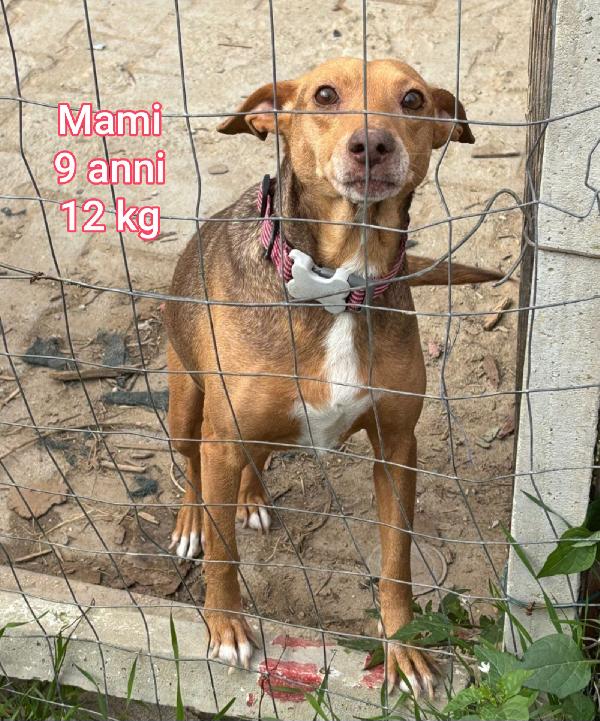 Teneri cagnolini piccolini Foto 3