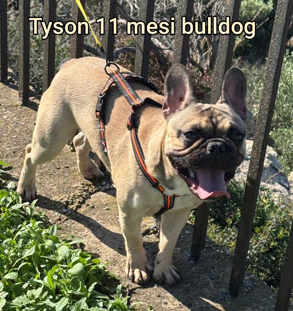 Teneri cagnolini piccolini Foto 4