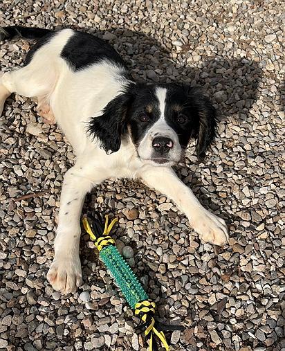 3 CAGNOLINE FANTASTICHE Foto 2