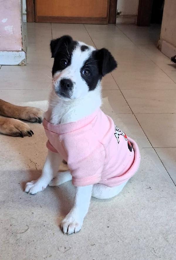 3 Cagnoline Fantastiche